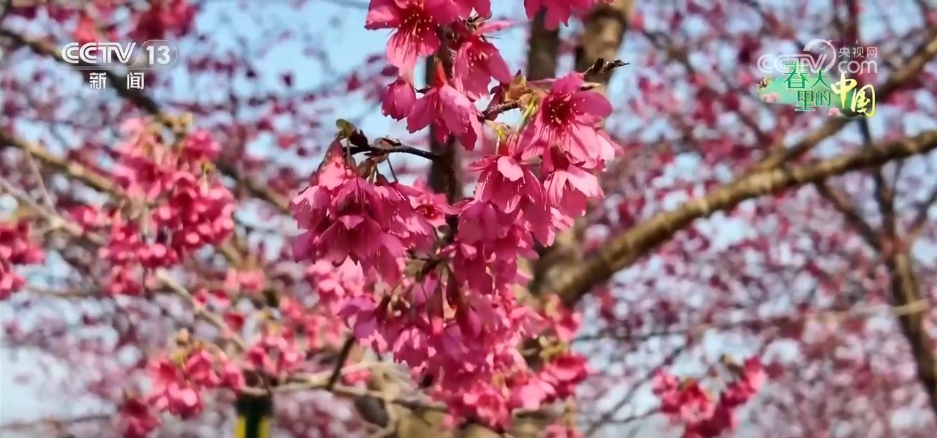 去踏青、共赏花,春意正浓!““春日经济”蓬勃绽放 去踏青、共赏花,春意正浓!““春日经济”蓬勃绽放