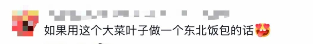 老辈子种菜“没轻没重”的……妈妈：“去摘一片菜叶来晚上炒着吃