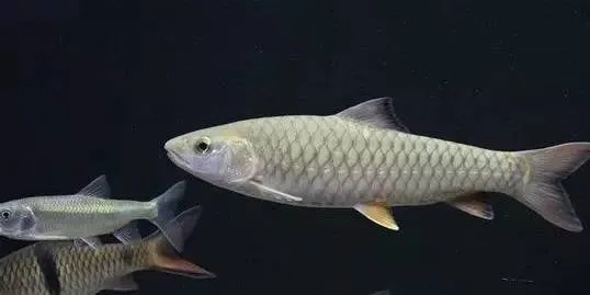 为期4个月,浙江这些流域全面禁渔! 为期4个月,浙江这些流域全面禁渔!