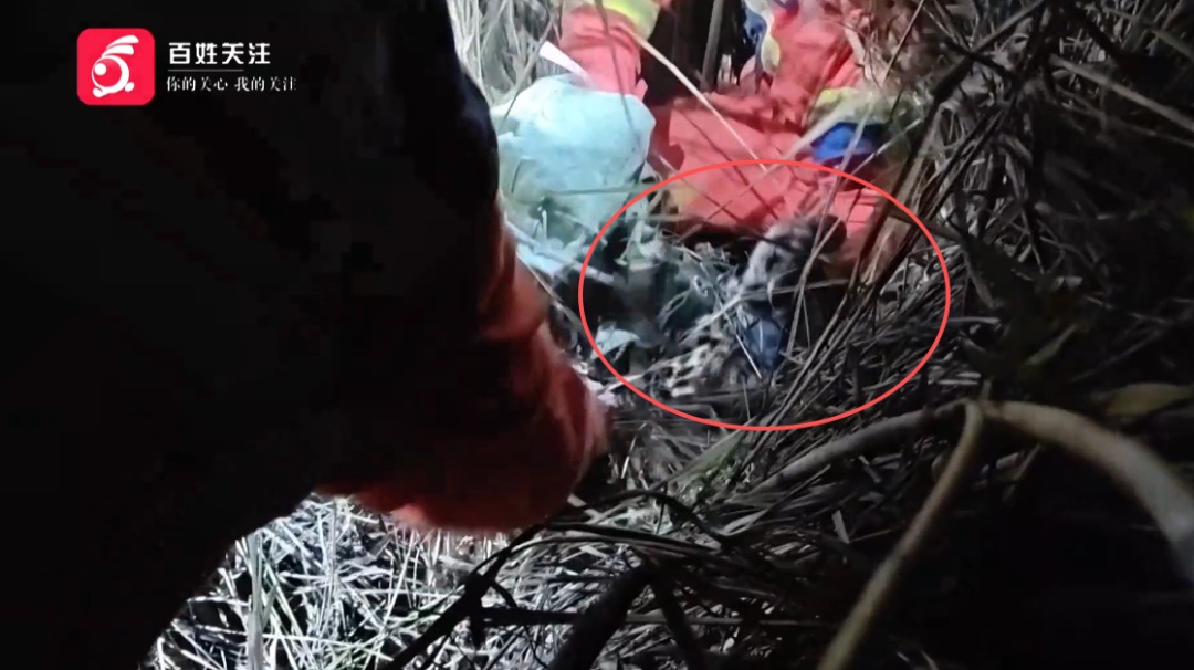 贵州一地灌木丛中发现国家二级保护动物！呲着牙，眼神警惕，消防林业联合救助