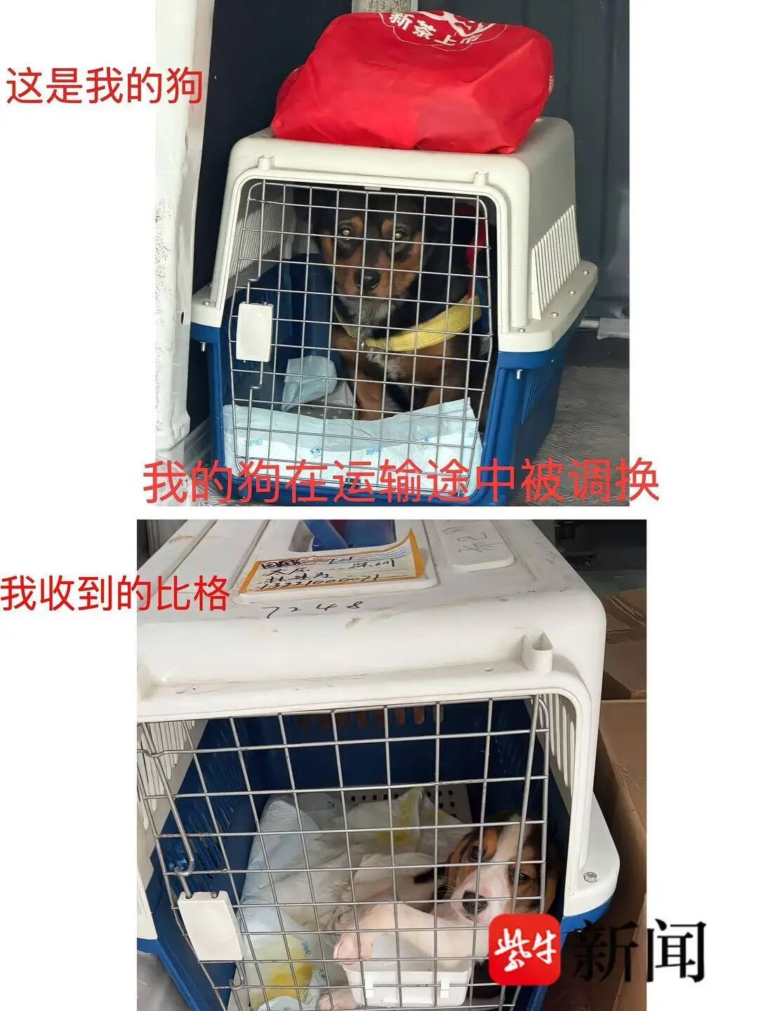 宠物被“调包”、到家染病死亡……记者调查：春节假期宠物托运需求旺盛但乱象频发