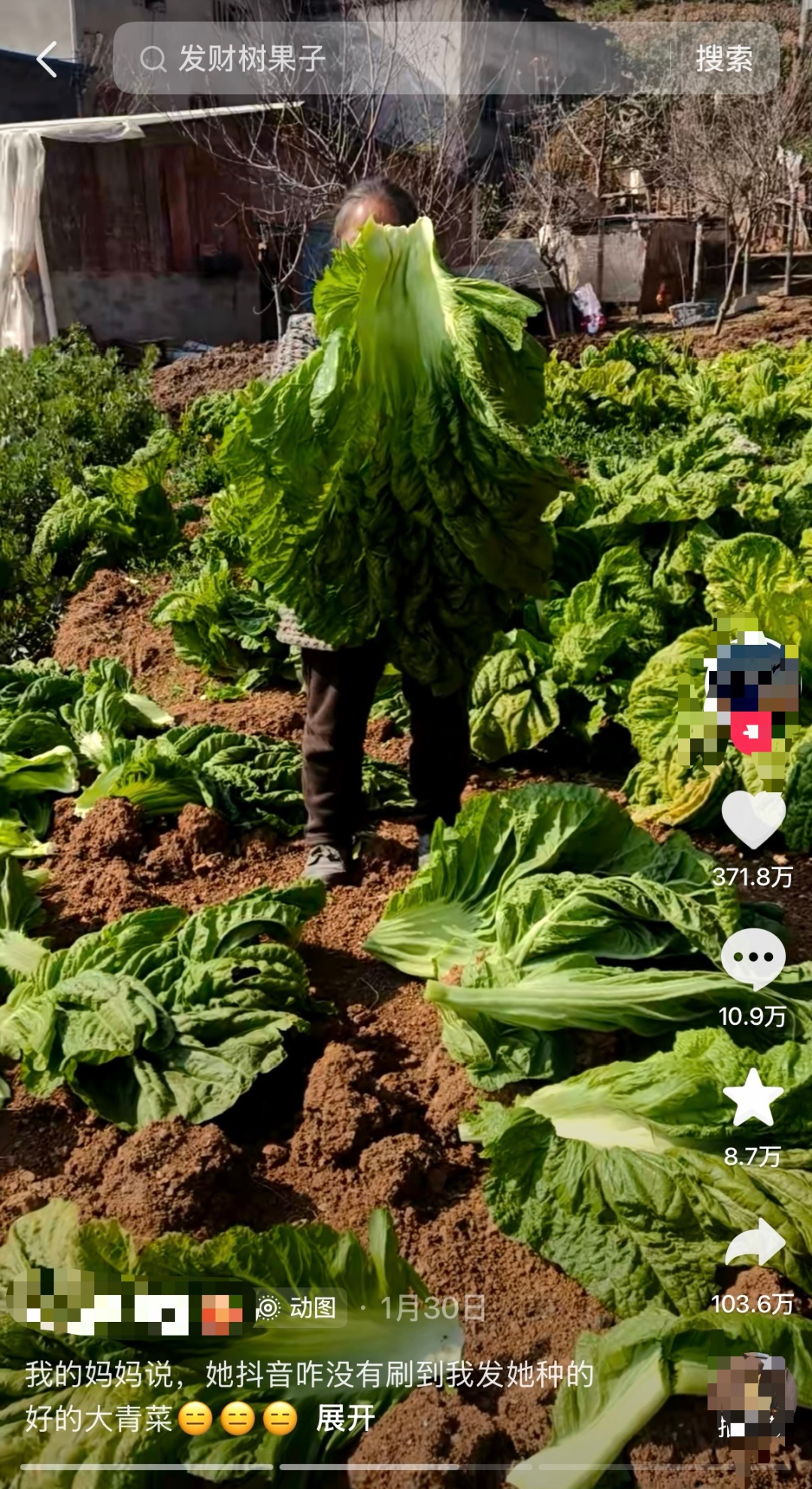 老辈子种菜“没轻没重”的……妈妈：“去摘一片菜叶来晚上炒着吃