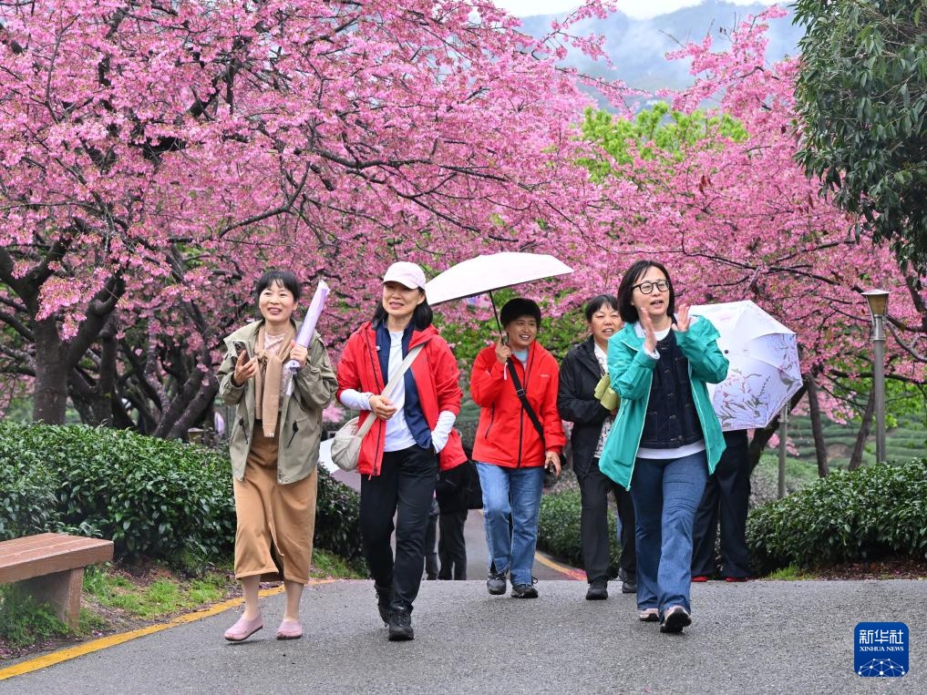 樱花绽放激活“春日经济” 樱花绽放激活“春日经济”
