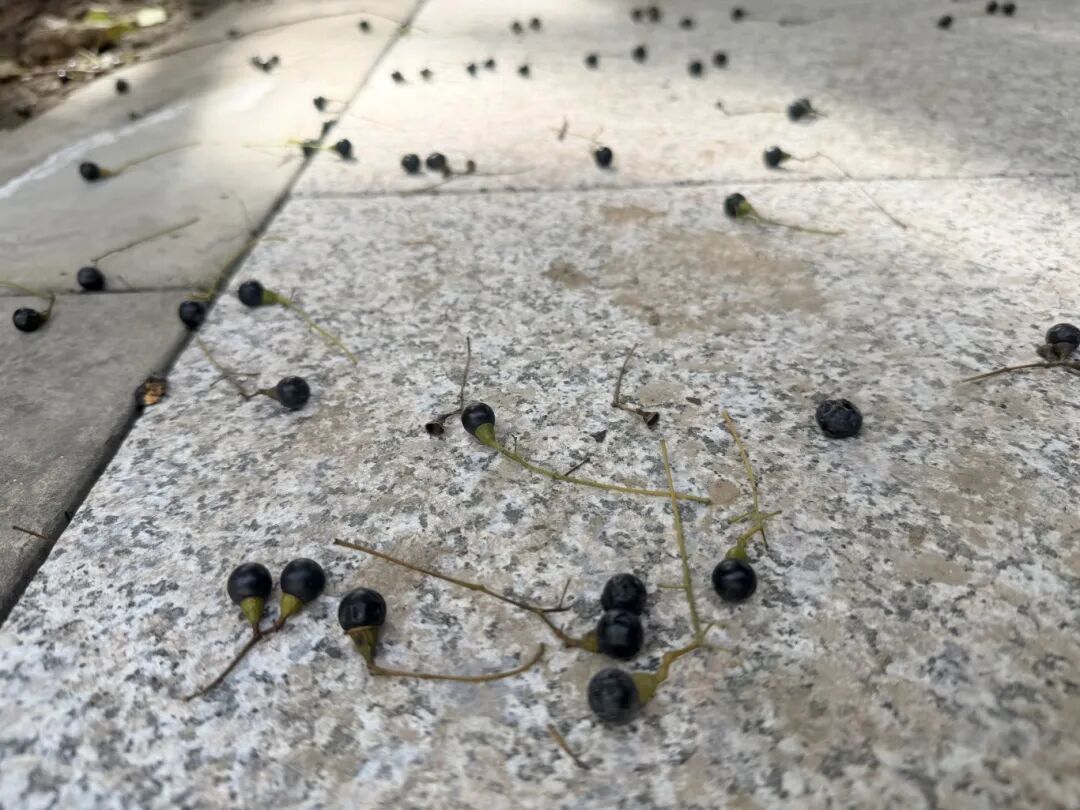 街头已大量出现，不要踩！不要踩！