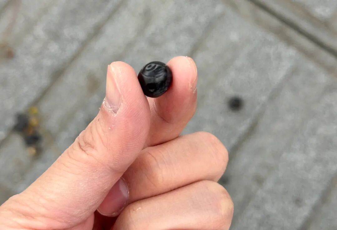 街头已大量出现，不要踩！不要踩！