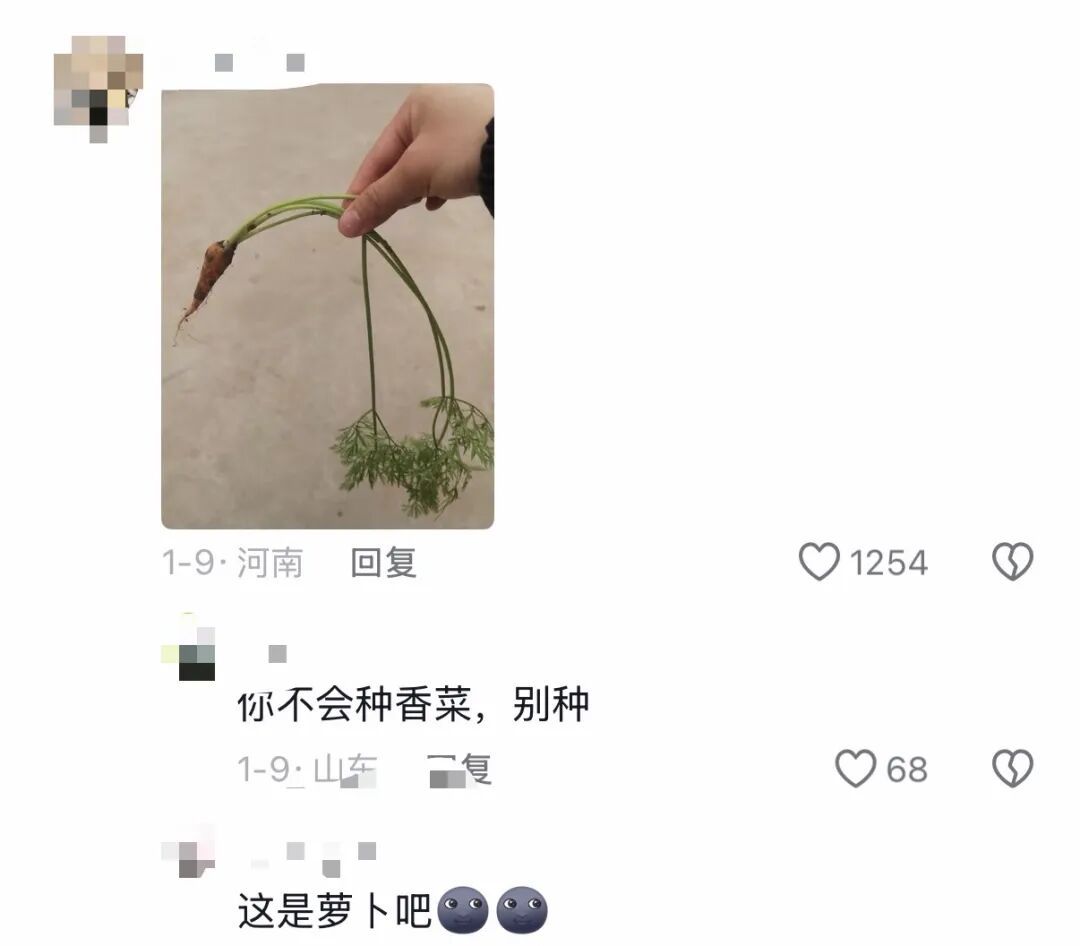 老辈子种菜“没轻没重”的……妈妈：“去摘一片菜叶来晚上炒着吃
