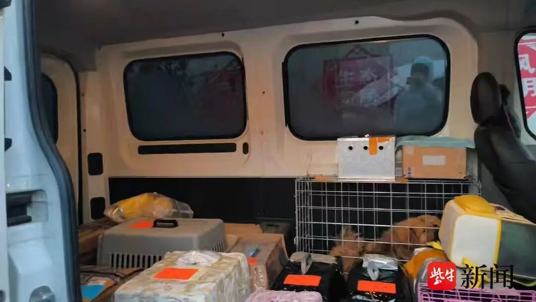 宠物被“调包”、到家染病死亡……记者调查：春节假期宠物托运需求旺盛但乱象频发