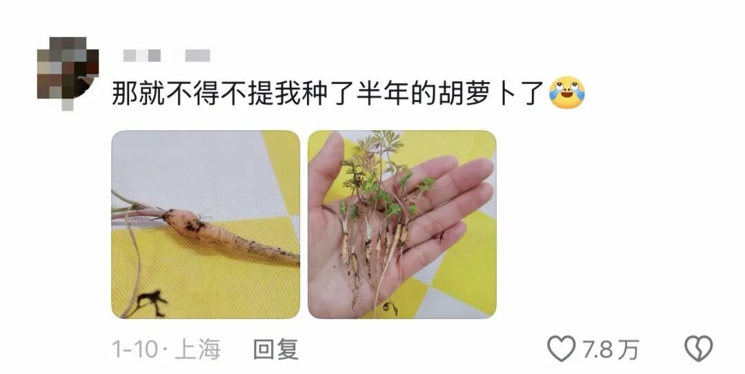 老辈子种菜“没轻没重”的……妈妈：“去摘一片菜叶来晚上炒着吃