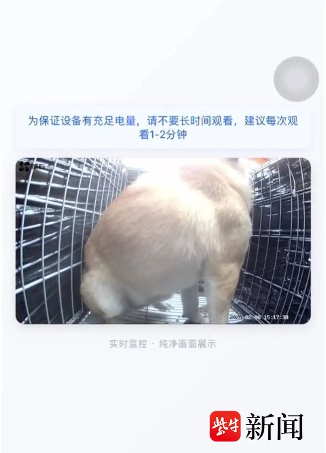 宠物被“调包”、到家染病死亡……记者调查：春节假期宠物托运需求旺盛但乱象频发