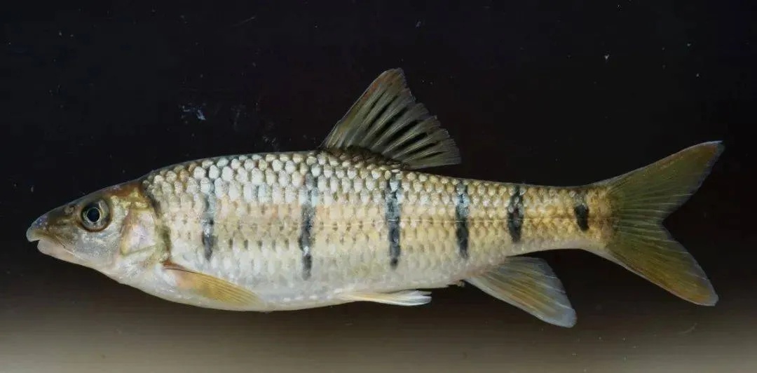 为期4个月,浙江这些流域全面禁渔! 为期4个月,浙江这些流域全面禁渔!