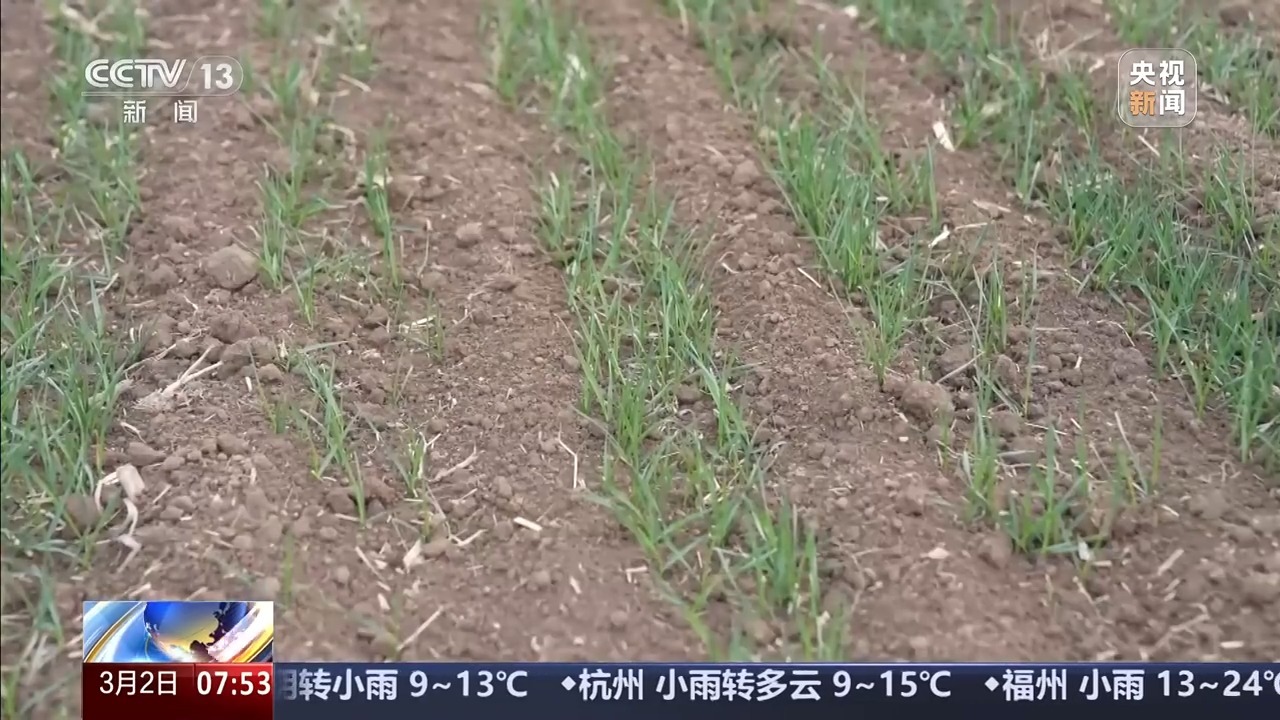 “春管一日功 夏收万担粮” 三个要诀了解冬小麦春管重点