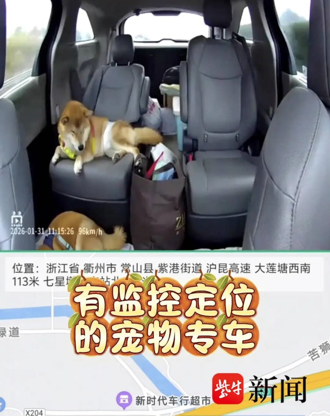 宠物被“调包”、到家染病死亡……记者调查：春节假期宠物托运需求旺盛但乱象频发