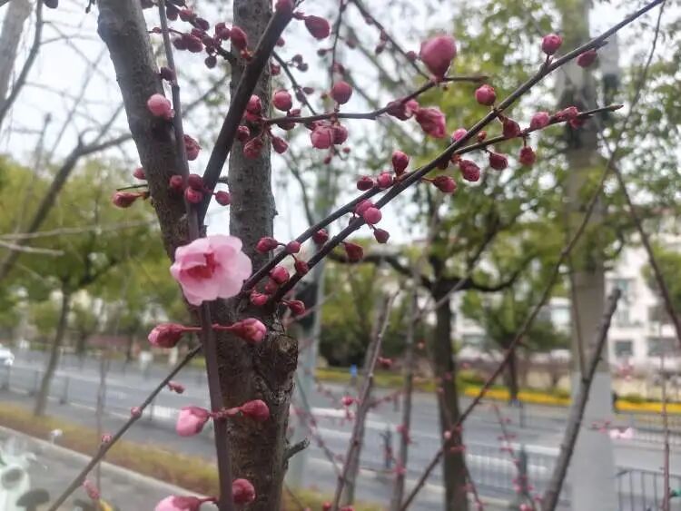 上海要入春了?确认:关键就看今晚20时!湿冷的阴雨天何时结束→ 上海要入春了?确认:关键就看今晚20时!湿冷的阴雨天何时结束→