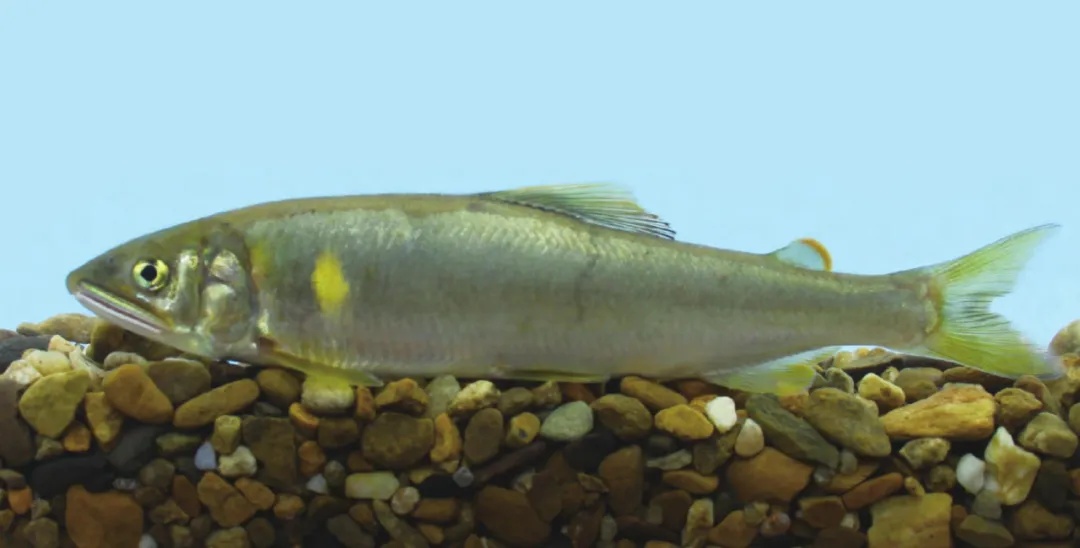 为期4个月,浙江这些流域全面禁渔! 为期4个月,浙江这些流域全面禁渔!