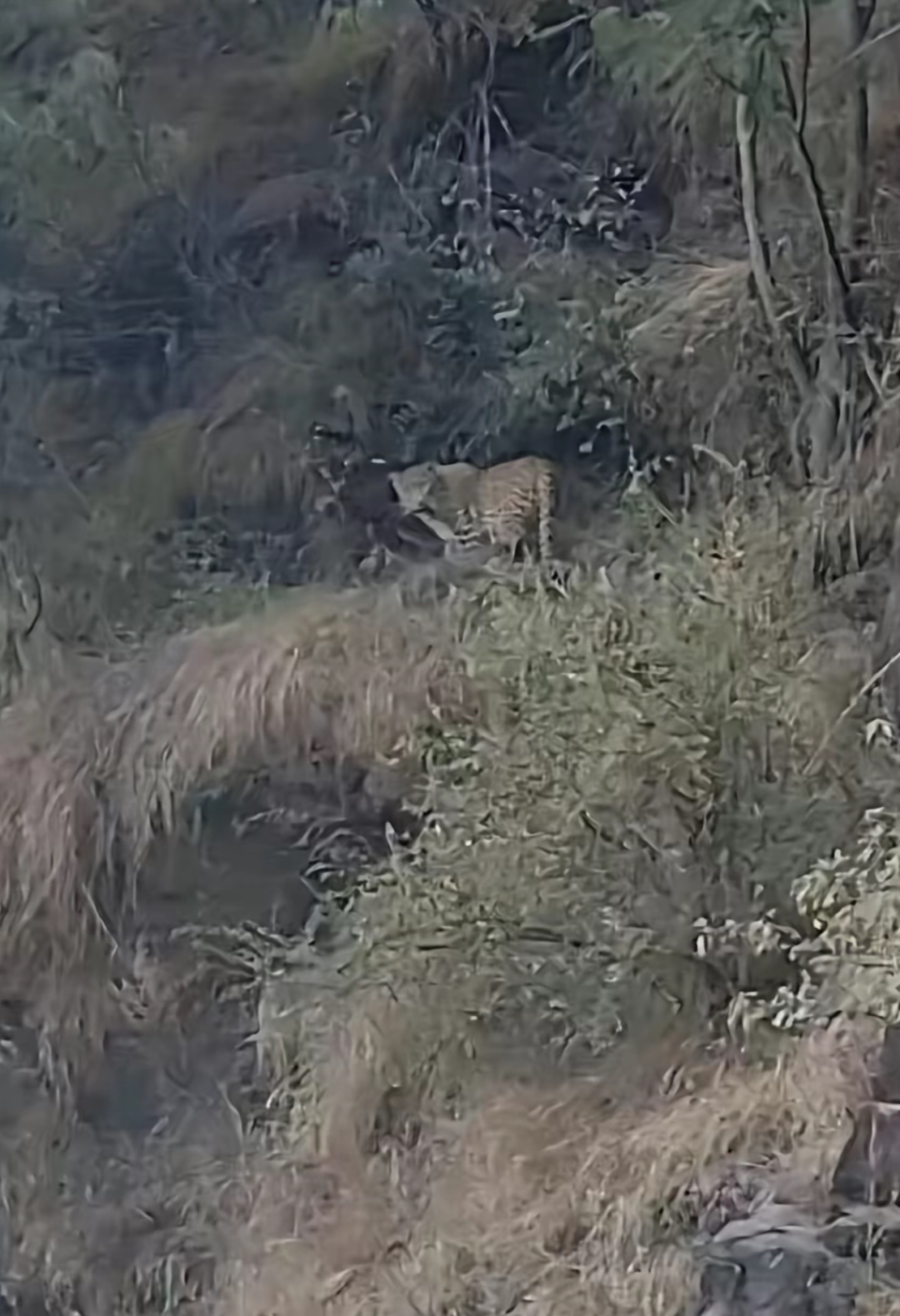 云南一地发现疑似金钱豹踪迹，镇政府：发出安全告知书，已向县里汇报，还在进一步核实