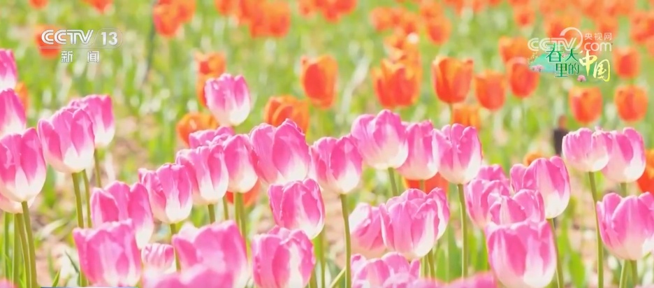 去踏青、共赏花,春意正浓!““春日经济”蓬勃绽放 去踏青、共赏花,春意正浓!““春日经济”蓬勃绽放