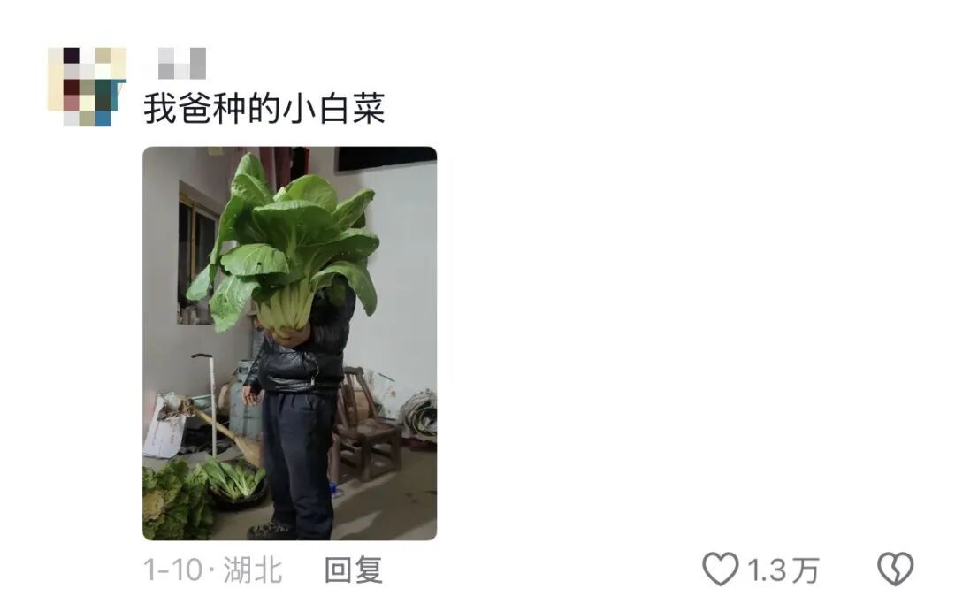 老辈子种菜“没轻没重”的……妈妈：“去摘一片菜叶来晚上炒着吃