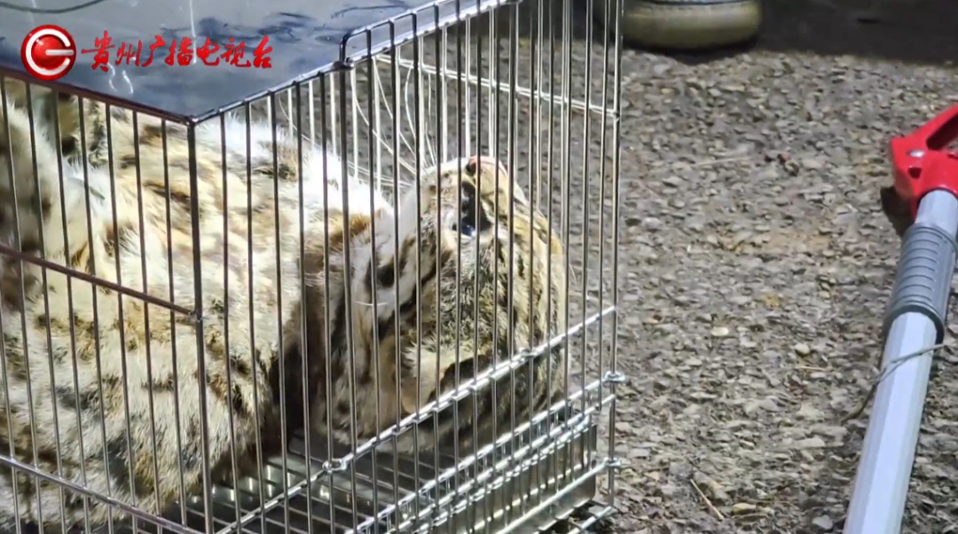 贵州一地灌木丛中发现国家二级保护动物！呲着牙，眼神警惕，消防林业联合救助