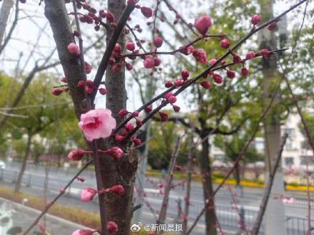 上海顺利入春了吗？上海或已于2月26日入春