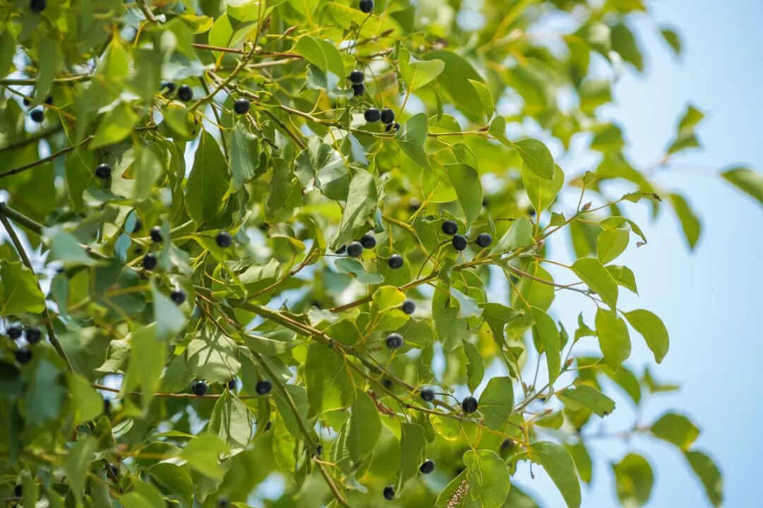 街头已大量出现，不要踩！不要踩！