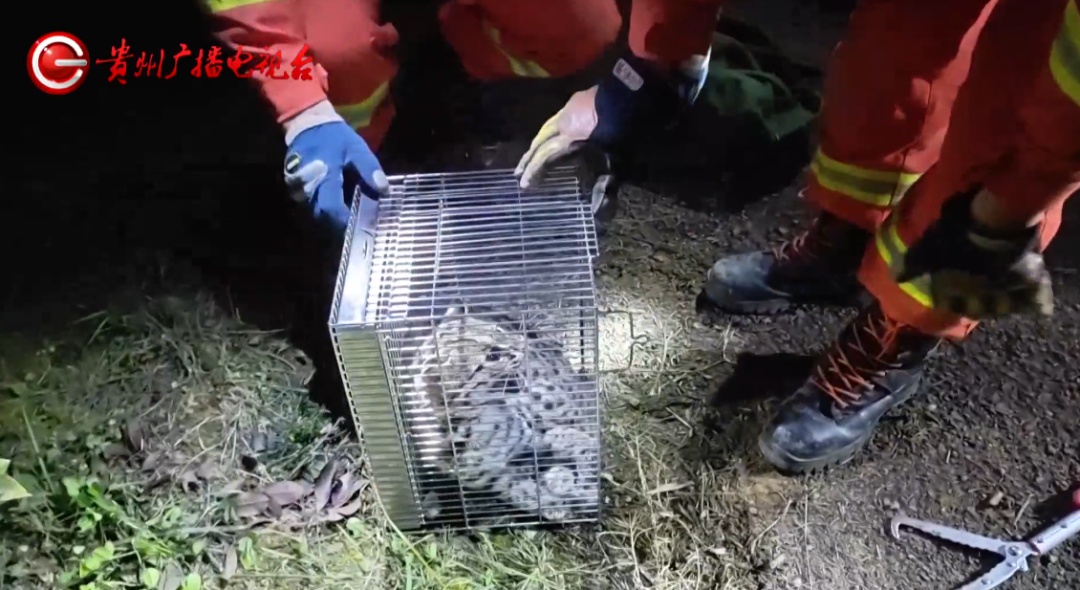 贵州一地灌木丛中发现国家二级保护动物！呲着牙，眼神警惕，消防林业联合救助