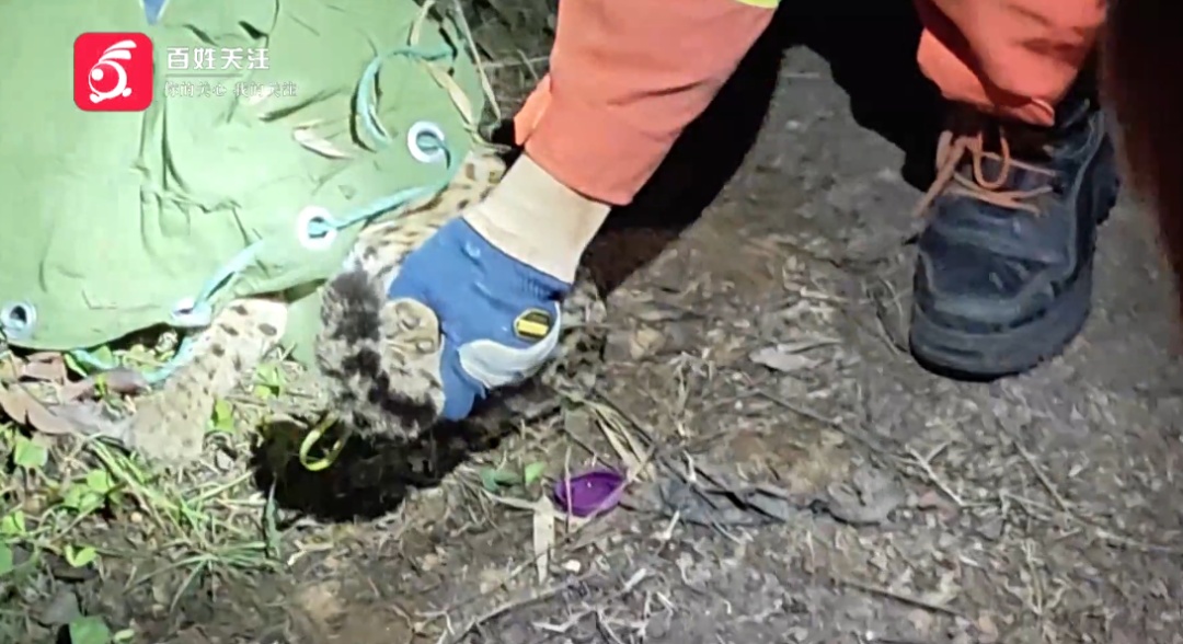 贵州一地灌木丛中发现国家二级保护动物！呲着牙，眼神警惕，消防林业联合救助