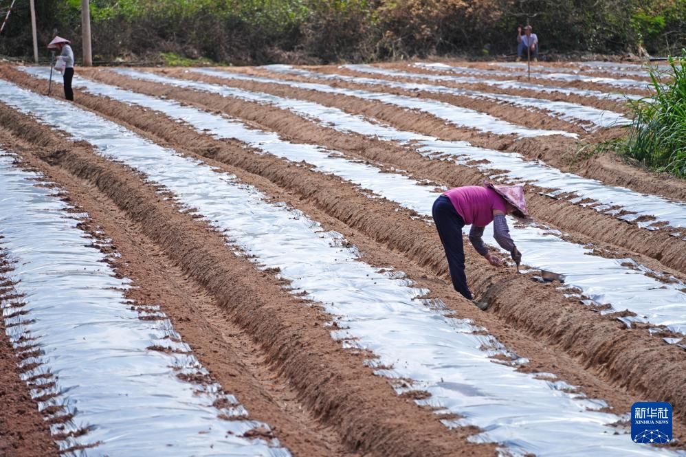 人勤春来早 农忙正当时 人勤春来早 农忙正当时