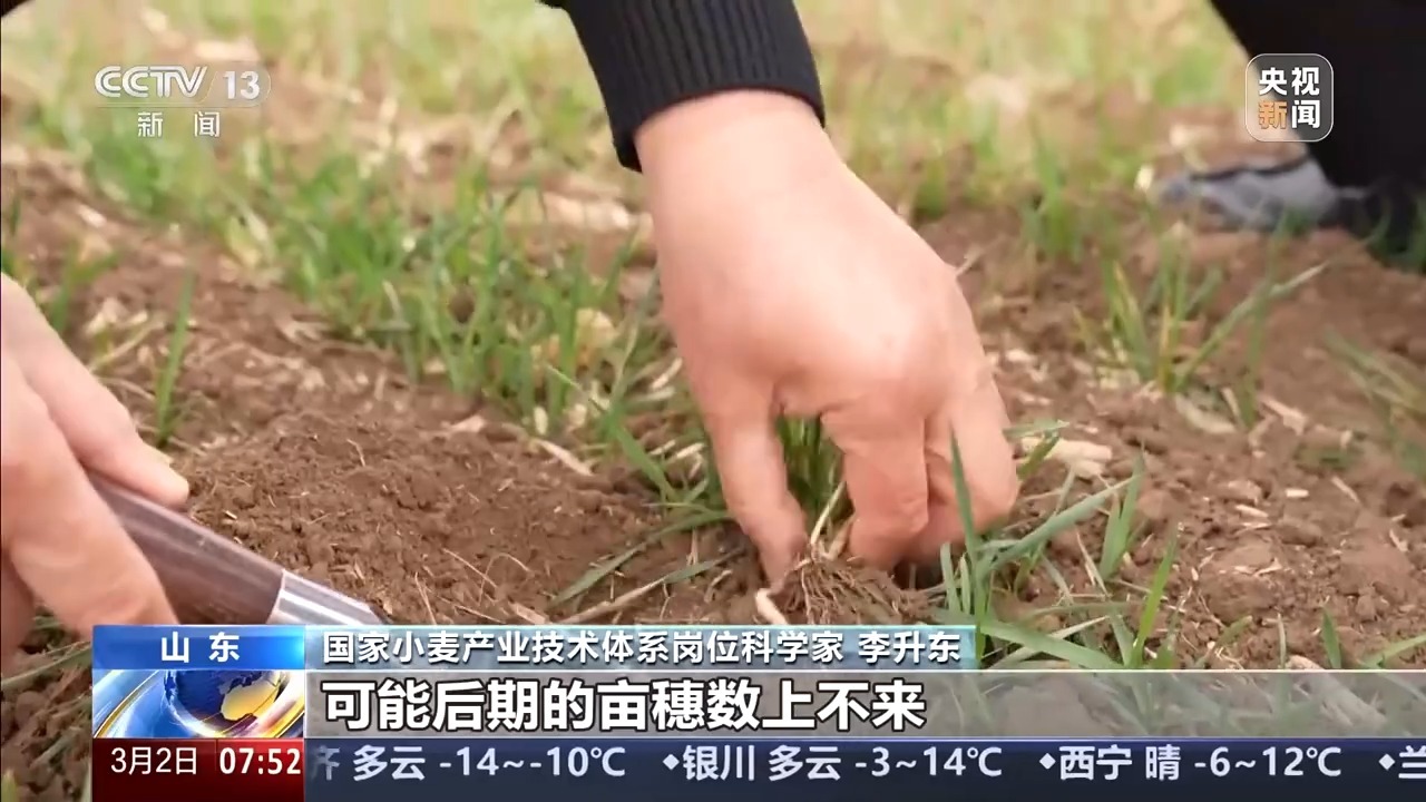 “春管一日功 夏收万担粮” 三个要诀了解冬小麦春管重点