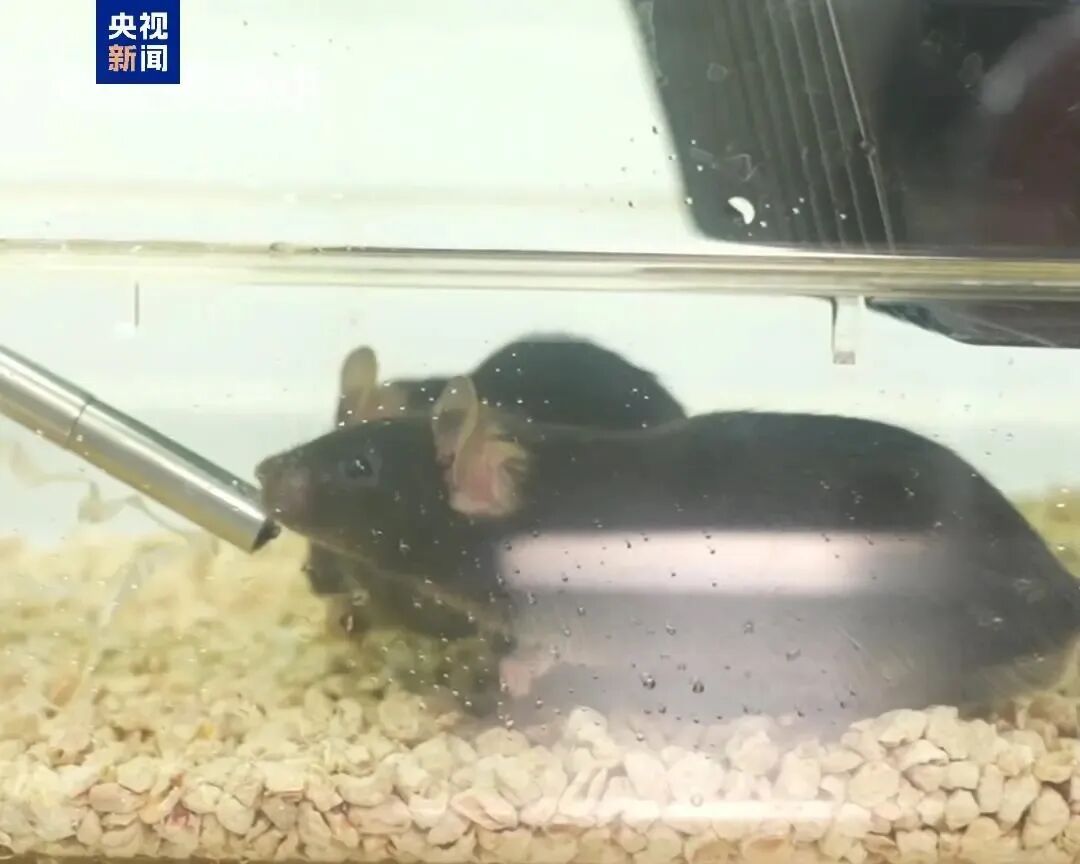 “航天小鼠”顺利产下第三窝鼠宝宝 “航天小鼠”顺利产下第三窝鼠宝宝