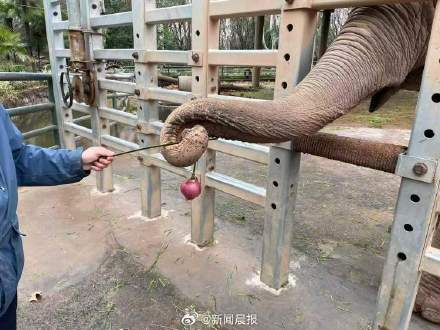 在上海动物也吃上专属元宵,解锁萌兽闹元宵新视角 在上海动物也吃上专属元宵,解锁萌兽闹元宵新视角