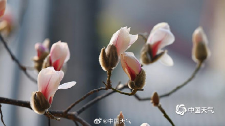 颐和园玉兰迎春美如画