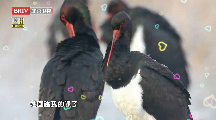 喜讯!北京房山一“小伙”相亲成功,预计今年4月当爹 喜讯!北京房山一“小伙”相亲成功,预计今年4月当爹