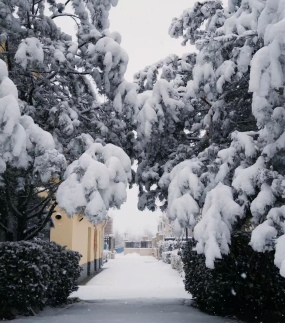 罕见！山西长治三月现暴雪，有市民实测积雪厚达20厘米，湖南卫视元宵晚会因此暂停彩排