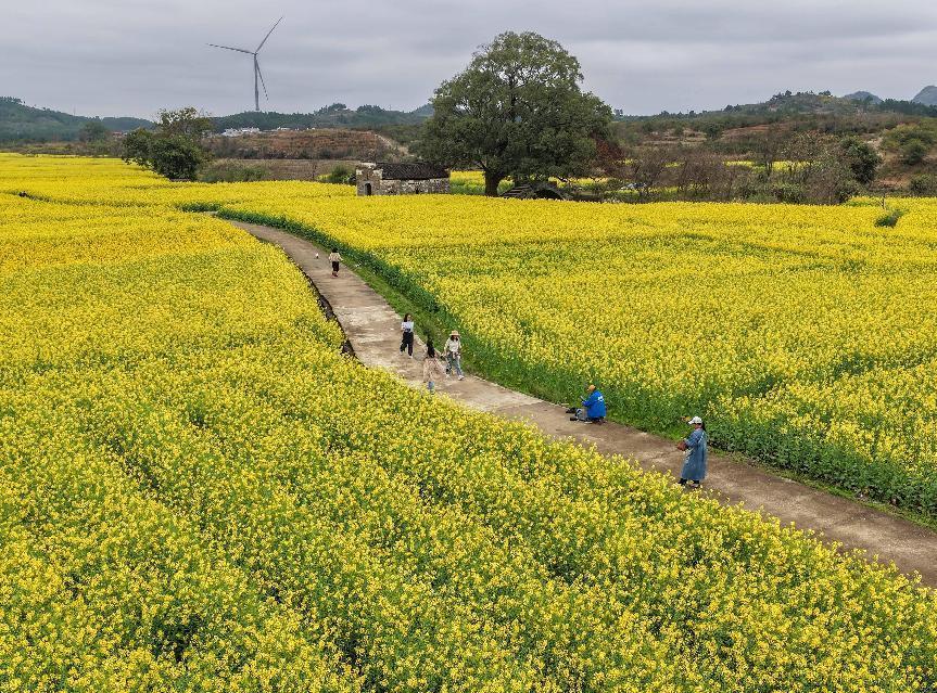 湖南江华:“金浪”涌动春意浓 油菜花开迎客来 湖南江华:“金浪”涌动春意浓 油菜花开迎客来