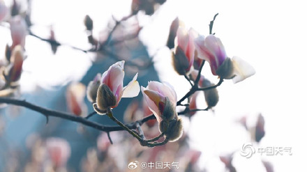 颐和园玉兰迎春美如画