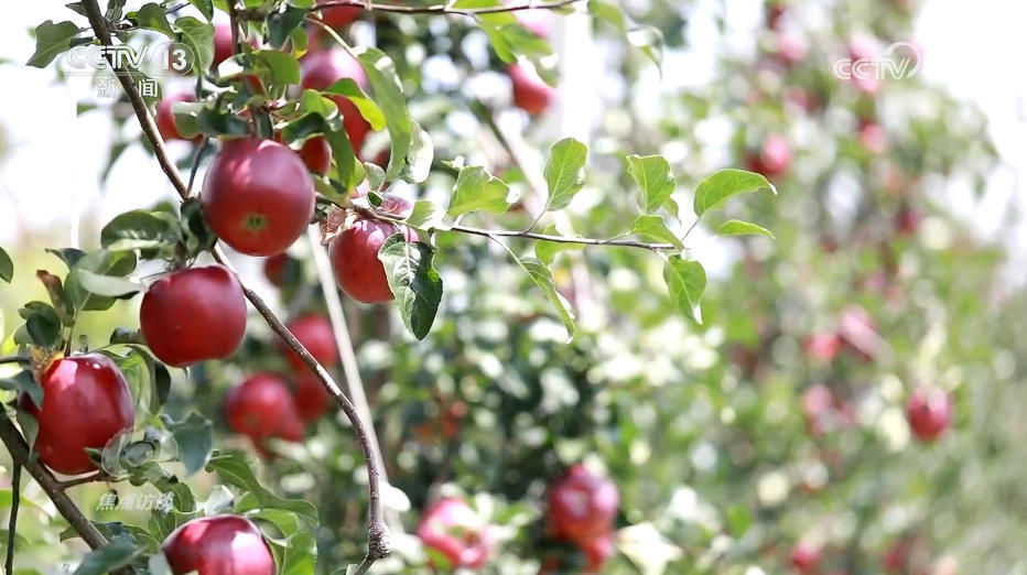 小苹果串起东西协作情 “致富果”让百姓过上好日子