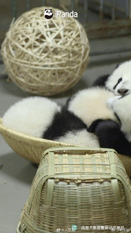 熊猫搓的汤圆能有多圆