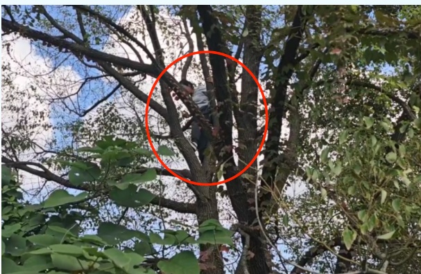 河南新乡87岁大爷挂树上了!救援时一句话让消防哭笑不得 河南新乡87岁大爷挂树上了!救援时一句话让消防哭笑不得