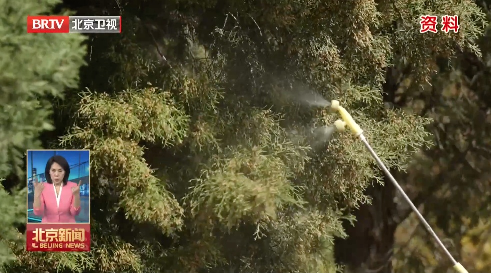 过敏星人有救了!解决柏树“冒烟”的法子,今年升级了—— 过敏星人有救了!解决柏树“冒烟”的法子,今年升级了——