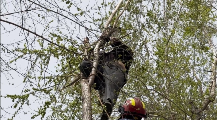 河南新乡87岁大爷挂树上了!救援时一句话让消防哭笑不得 河南新乡87岁大爷挂树上了!救援时一句话让消防哭笑不得