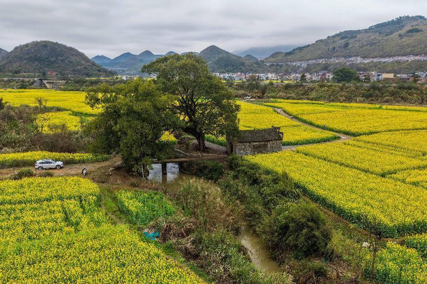 湖南江华:“金浪”涌动春意浓 油菜花开迎客来 湖南江华:“金浪”涌动春意浓 油菜花开迎客来