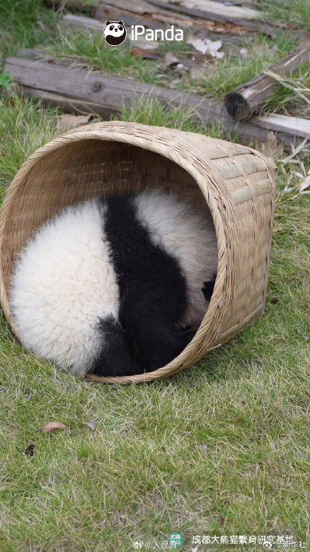 熊猫搓的汤圆能有多圆