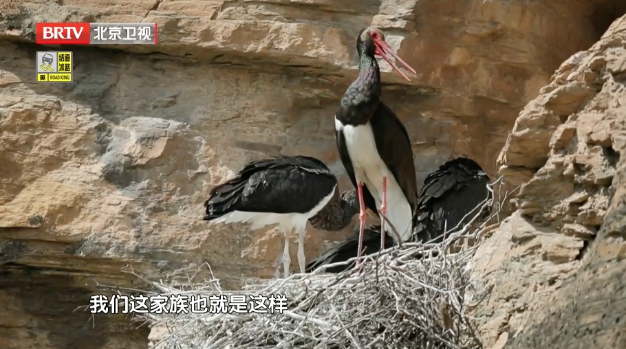 喜讯!北京房山一“小伙”相亲成功,预计今年4月当爹 喜讯!北京房山一“小伙”相亲成功,预计今年4月当爹