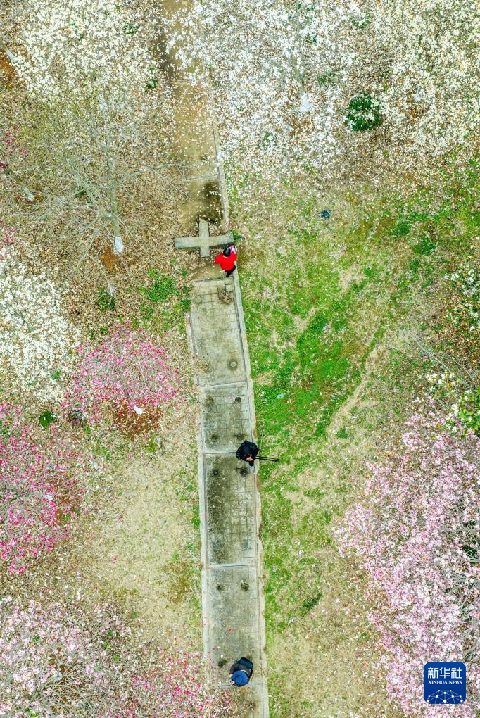 花开万里 共赴春光