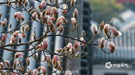 颐和园玉兰迎春美如画