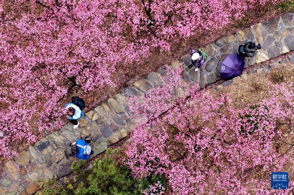 花开万里 共赴春光