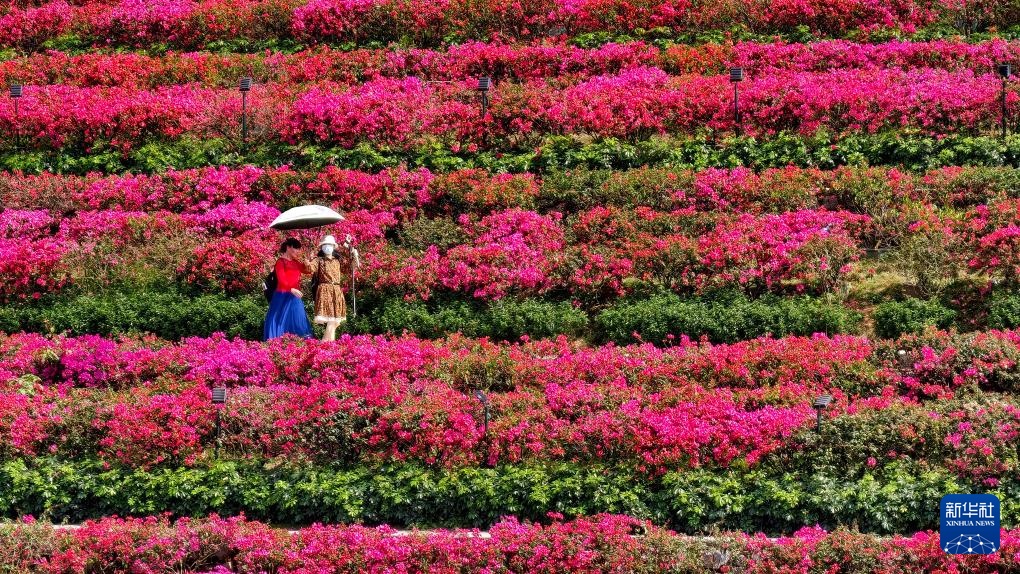 花开万里 共赴春光