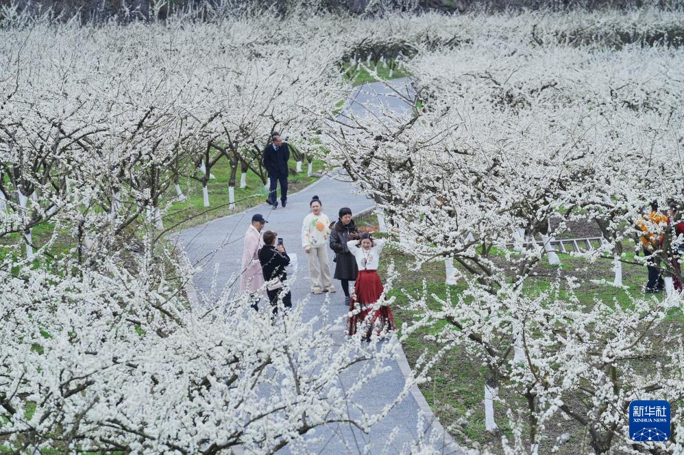 花开万里 共赴春光