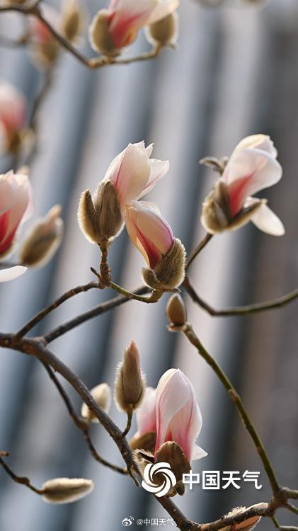 颐和园玉兰迎春美如画