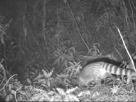 国家一级重点保护野生动物小灵猫现身万州! 国家一级重点保护野生动物小灵猫现身万州!